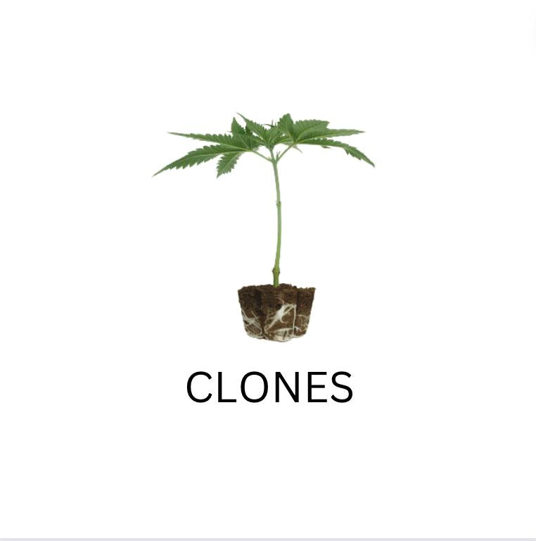 Clones