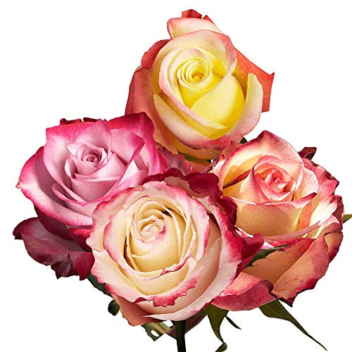 Roses for Valentines Day- 50 Red Long Stems Flowers - Next Day Delivery - .