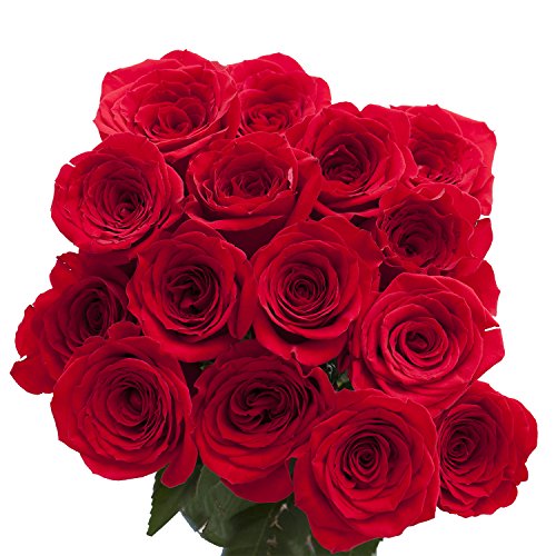 Roses for Valentines Day- 50 Red Long Stems Flowers - Next Day Delivery - .